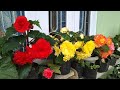 how to grow begonias || begonia plant care || begonia flower || Begonia || begonia plant