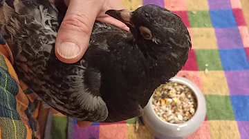 Was dürfen Tauben nicht essen?