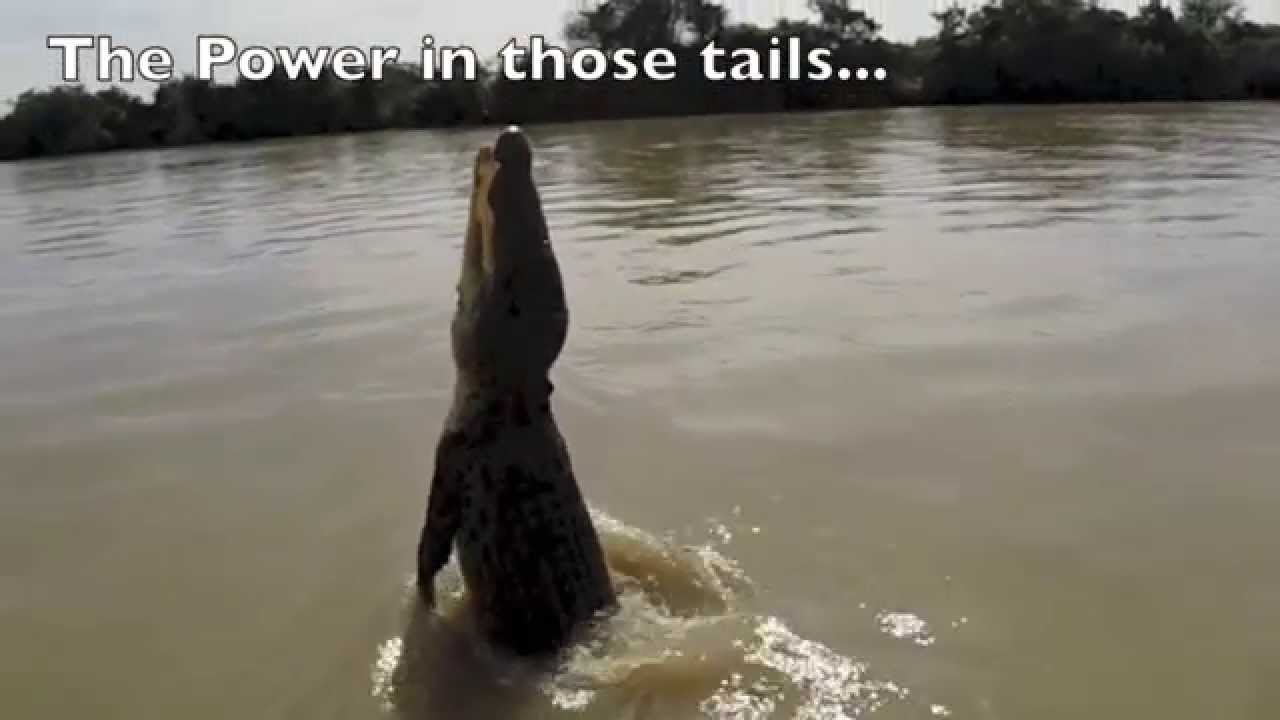 Darwin Crocs Jumping - YouTube Buck