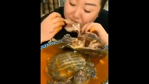 Суп из черепахи