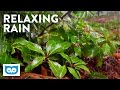 Relaxing Rain Sounds - 2 Hours of Peaceful Raining &amp; Natural White Noise