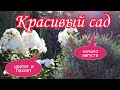 Красивый сад.Цветет и пахнет.Начало августа.Красивые цветники своими руками. ДАЧАЛАНДШАФТНЫЙ ДИЗАЙН