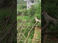 貓咪成功躲過狗狗的圍獵 某些地形環境下 貓貓比狗狗更靈活
