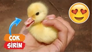 yeni sex filmleri big penis
