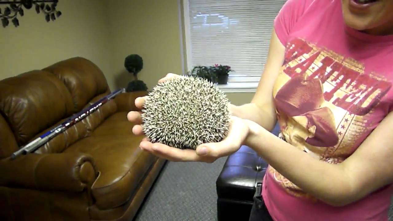 Hedgehog sounds... YouTube