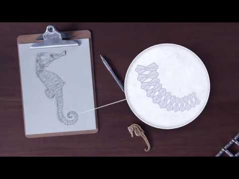 ვინ შექმნა ცხენთევზას კუდი?