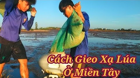 Cách Người Miền Tây Gieo Sạ Lúa Có Gì Khác So Với Dân Tộc Vùng Cao/Út Miền Tây