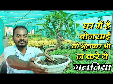 घर पे है बोन्साई तो ऐसे करे केयर | 2022 Latest Bonsai Care u0026 Maintenance | Tips u0026 Tricks in Hindi