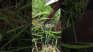 Catch Fish in deap mud in pond #Ytshorts