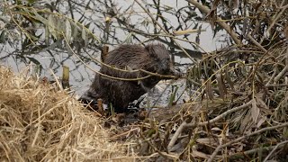 Beavers in West London