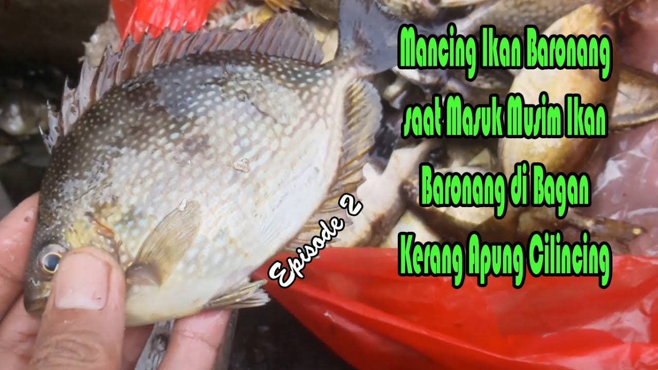 Mancing Ikan Baronang Saat Memasuki Musim Ikan Baronang di Bagan Kerang