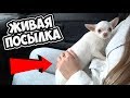 Посылка с ДАРКНЕТ ► Купили СОБАКУ ✅