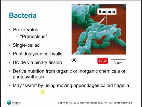 BIOL 2117 Chapter 1 - The Microbial World and You