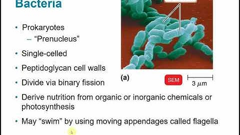 BIOL 2117 Chapter 1 - The Microbial World and You