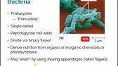 Introduction To The Microbial World 