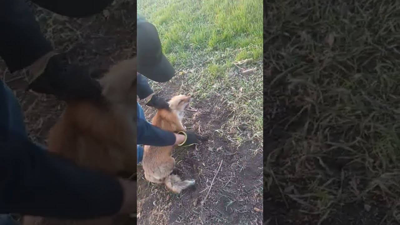 Releasing A Red Fox In Foot Hold Trap