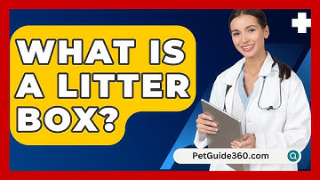 What Is A Litter Box? - PetGuide360.com