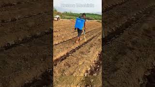 Smart Farming The Ultimate Manual Fertilizer Applicator for Row Crops