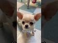 You need rest #chihuahua #puppy #pets #cute #cuteanimal