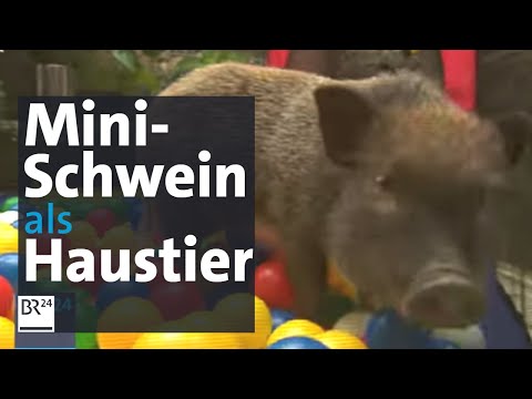 Video: Sind Hängebauchschweine stubenrein?