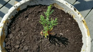 How long does it take a giant sequoia to grow?