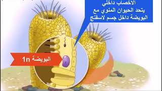 تكاثر الاسفنجيات