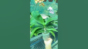 Hồ Điệp Thuần Vỏ Thông Chơi Tết 2026