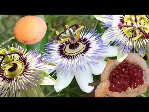 Vídeo: Passiflora A Casa Teva