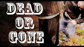 Dead or absconding bees from log hive? 😢🐝😢