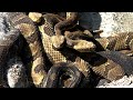 34 RATTLESNAKES AND THE BIGGEST DEN WE EVER FOUND Pittsburgh Boys Go Snake Hunting 2021 Pennsylvania