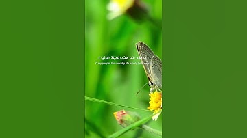 الآية 39 من سورة غافر بصوت الشيخ رعد الكردي