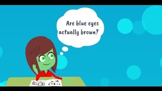 Download Are Blue Eyes Actually Brown? What Determines Eye Colour? Video MP3 Are Blue Eyes Actually Brown? What Determines Eye Colour?