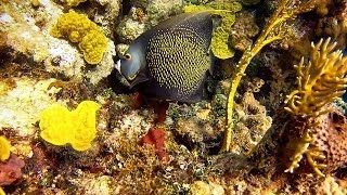 Barracuda Reef, Nassau Bahamas by Dmitriy 2,139 views 9 years ago 4 minutes, 55 seconds