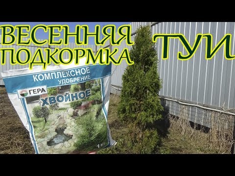 &#55356;&#57313;ВЕСЕННЯЯ ПОДКОРМКА ТУИ/КАК И ЧЕМ Я ЭТО ДЕЛАЮ?