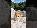 アクティブについてくるコーギー / An energetic corgi is following. #コーギー #corgi #サクラ