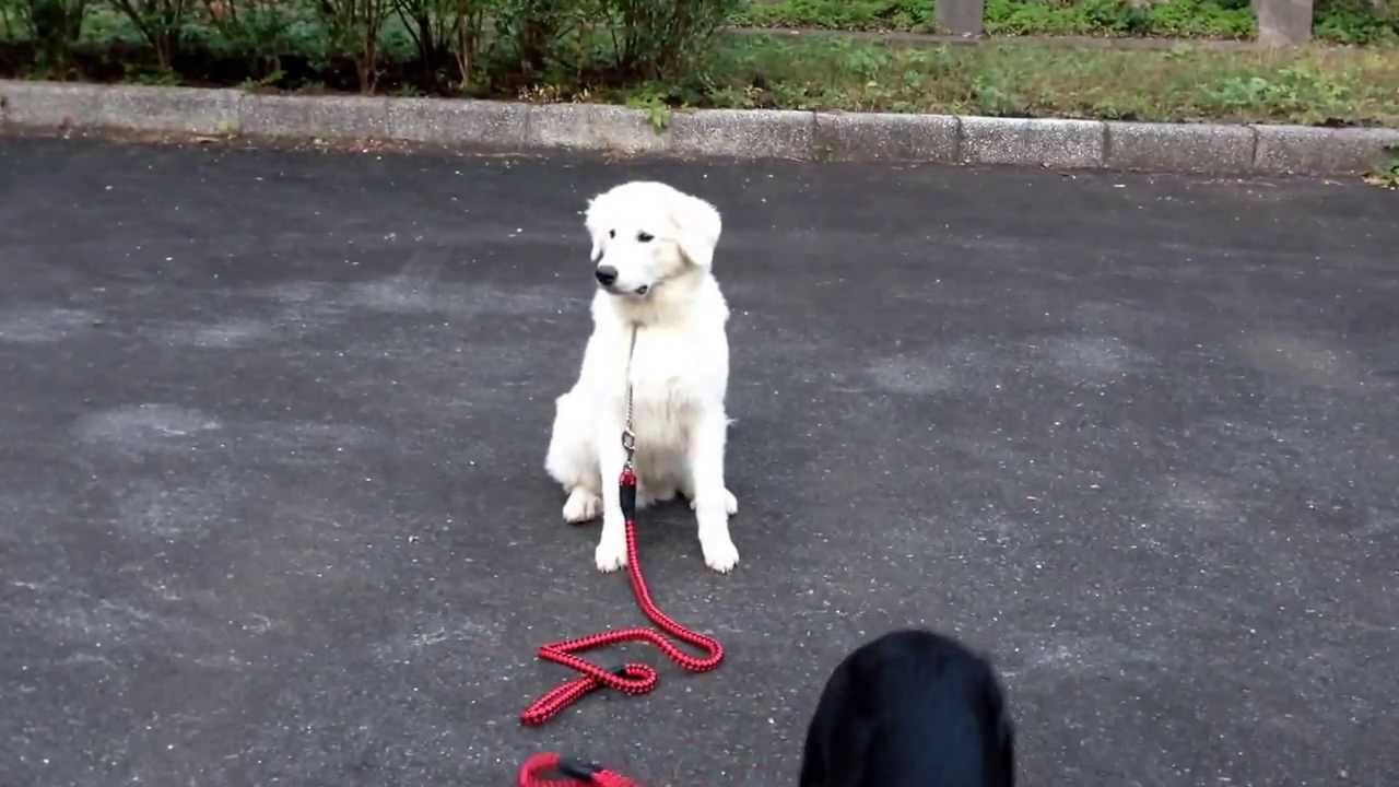 My 7 month old labrador, 7 months old Rottweiler, and Six month old