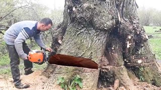 Let's See How Incredible People Cut Down And Remove Those Biggest Trees In Professional Fast Way