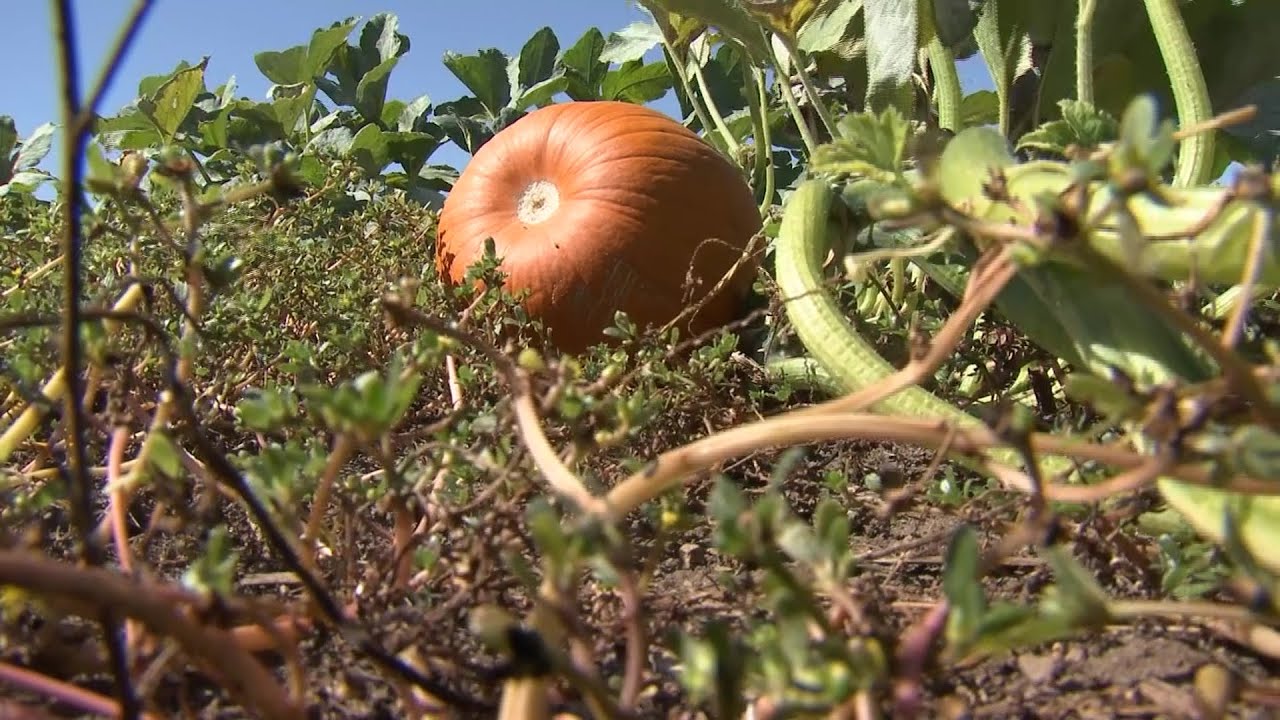 Tough growing season could lead to highpriced pumpkins