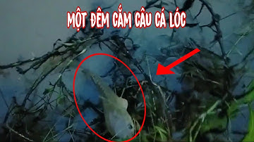 Đêm mùa mưa Cắm câu cá lóc về làm món cá kho thật là ngon - doanhvlog