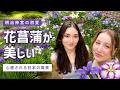 原宿のど真ん中に隠された秘密の森…満開の花菖蒲が美しすぎて感動が止まらない【明治神宮】