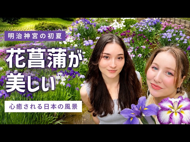原宿のど真ん中に隠された秘密の森…満開の花菖蒲が美しすぎて感動が止まらない【明治神宮】