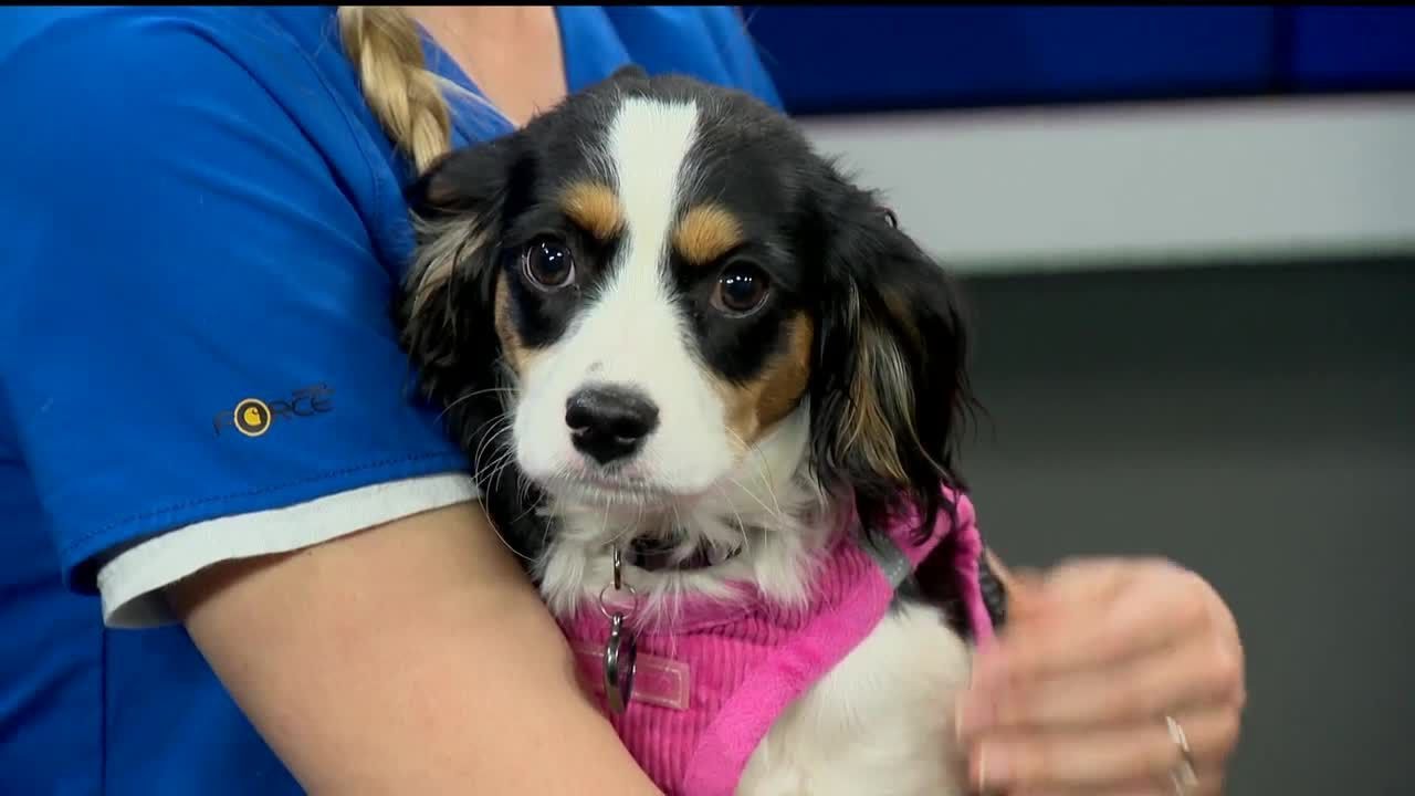 wbal-tv baltimore Pet Questions: Does my hamster have allergies?