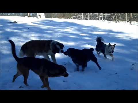 animaux domestiques Une saint bernard joue dans la neige