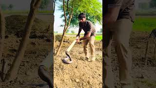 Dog bark at dangerous venomous snake #dog
