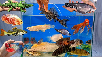 Video tổng hợp cá cảnh đẹp, cá săn mồi, cá la hán, cá rồng, cá lau kiếng, cá trê