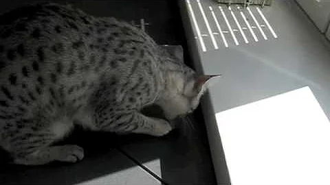 Video 11816351: egyptian mau cat, egyptian mau playing, cat playing ball