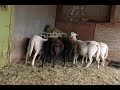 Homestead Update 2.1.22 - Feeding the Ewes
