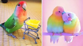 Baby Animals 🔴 Funny Parrots and Cute Birds Compilation (2021) Loros Adorables Recopilación #40