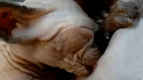 Video 1256611: sphynx kitten, mom sphynx, mother sphynx, kitten drinking milk, kitten learning