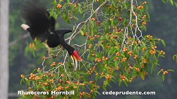 Rhinoceros Hornbill